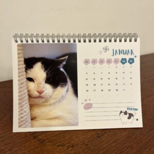 Katzenland Tischkalender 2026