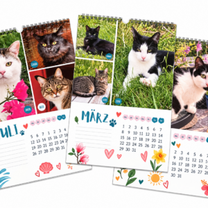 Katzenland Kalender 2027