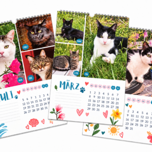 Katzenland Kalender 2027