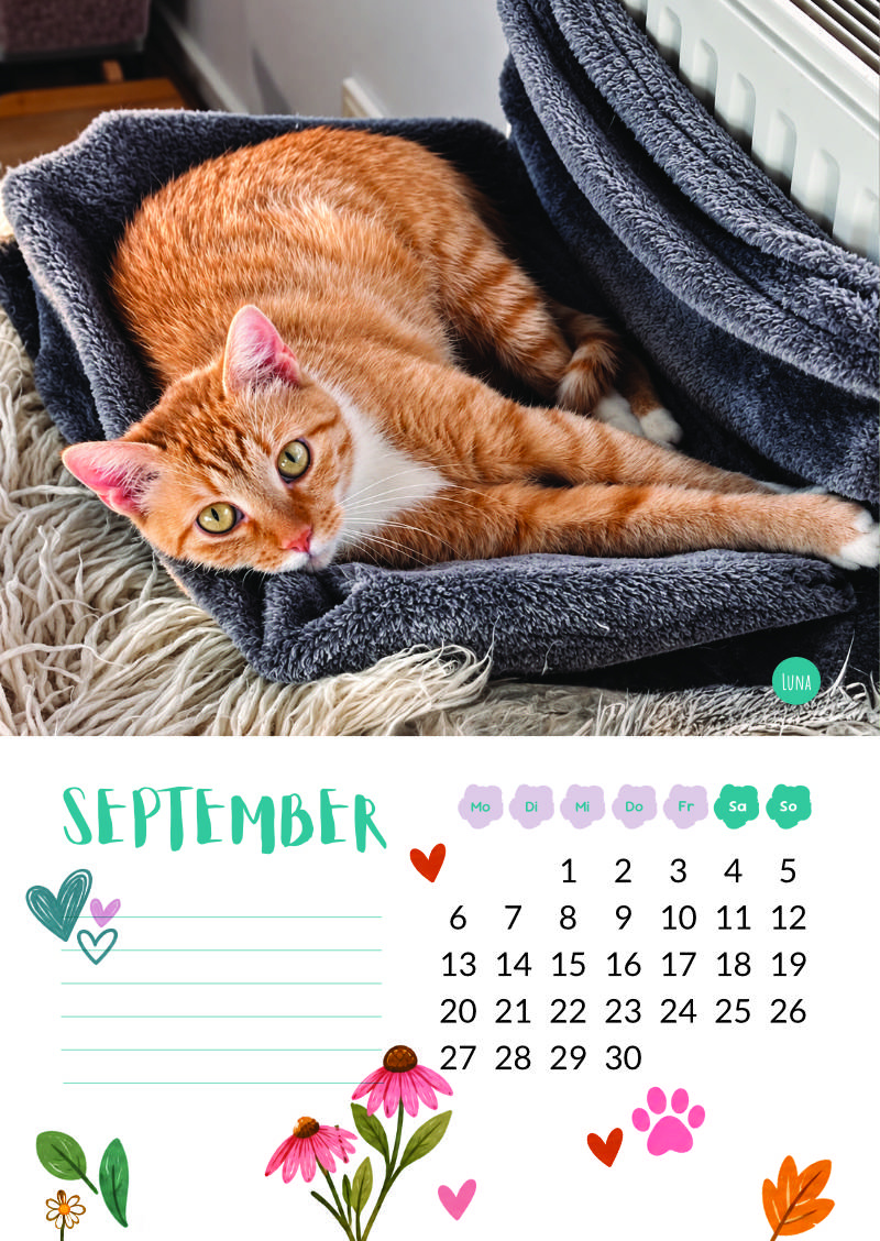Katzenland Kalender 2027 – Bild 11