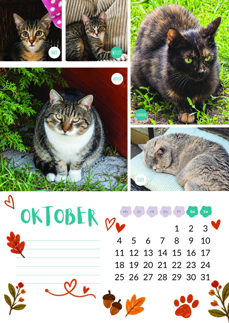 Katzenland Kalender 2027 – Bild 12