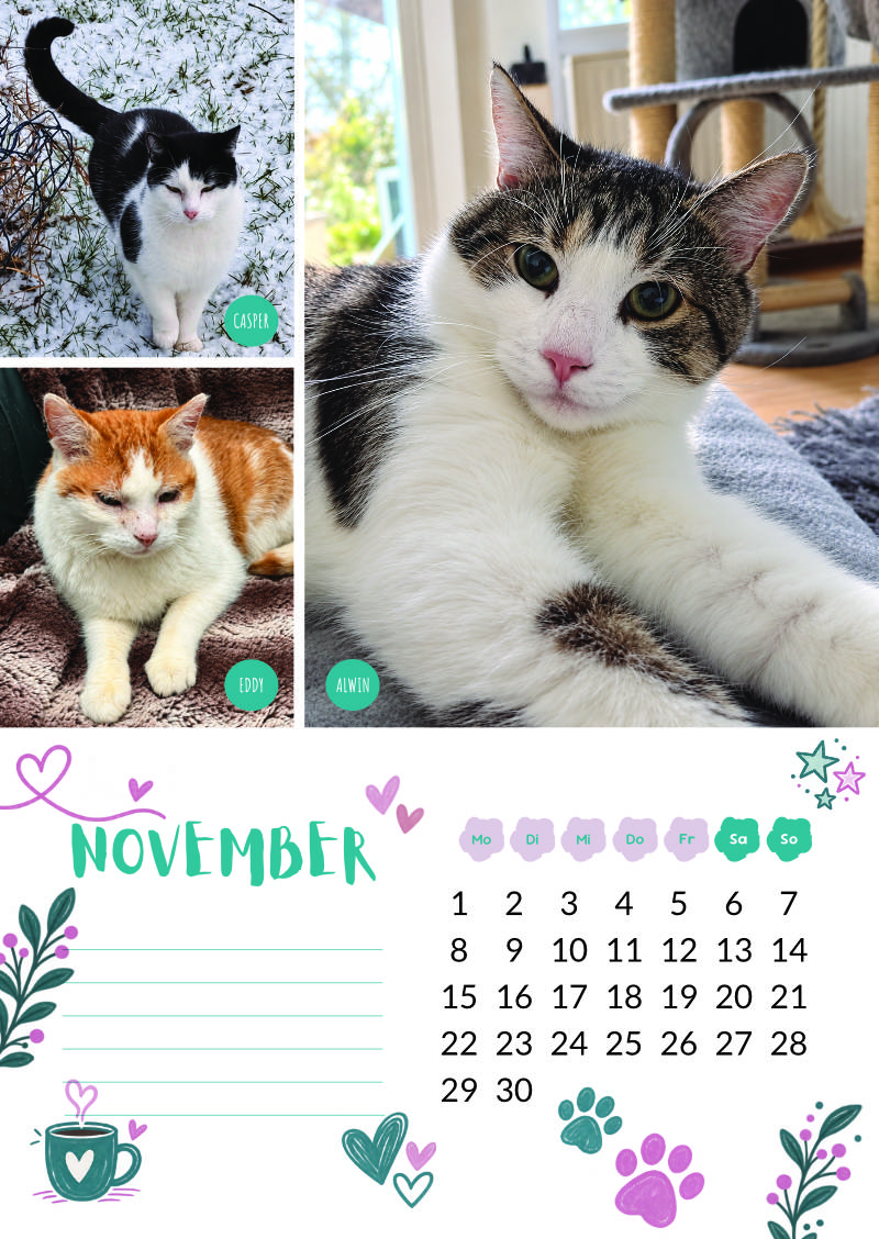 Katzenland Kalender 2027 – Bild 13