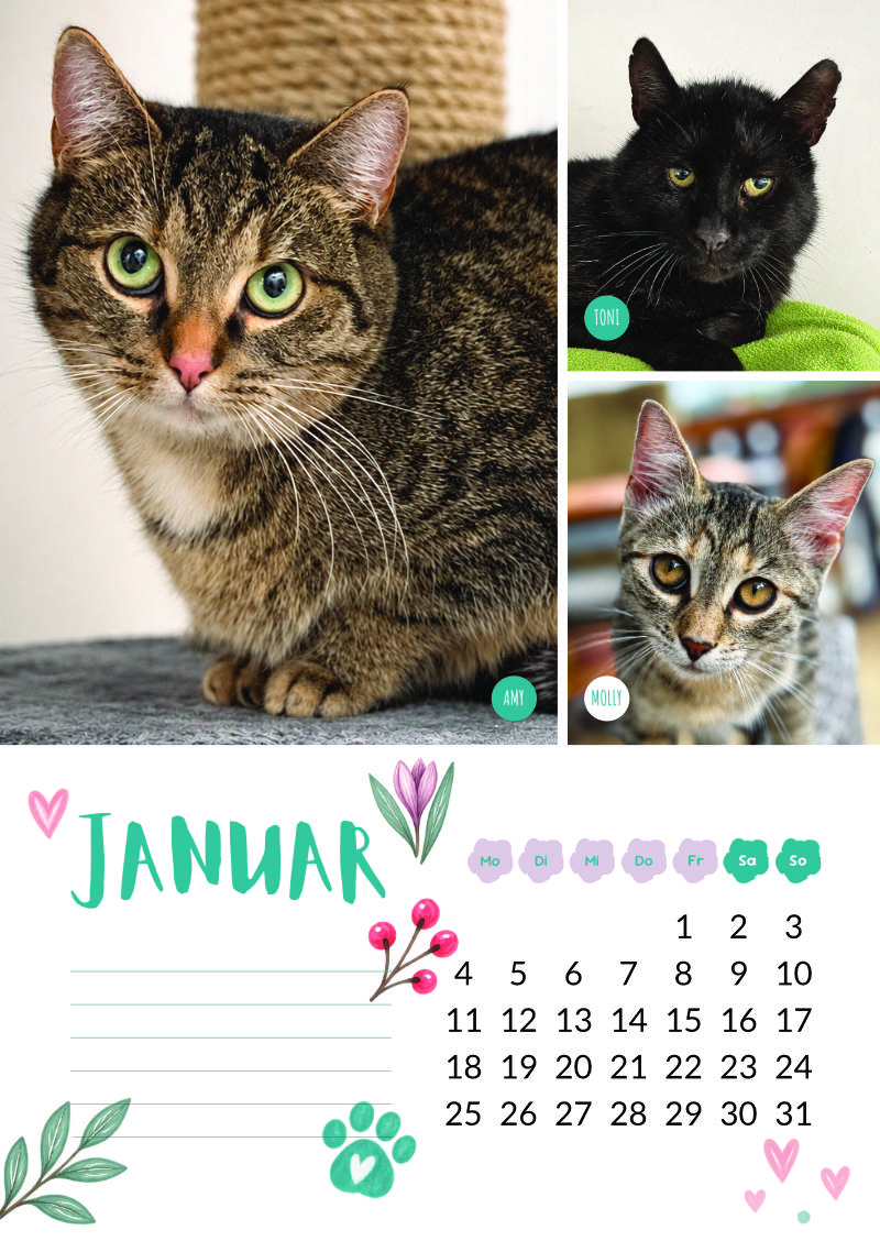 Katzenland Kalender 2027 – Bild 3