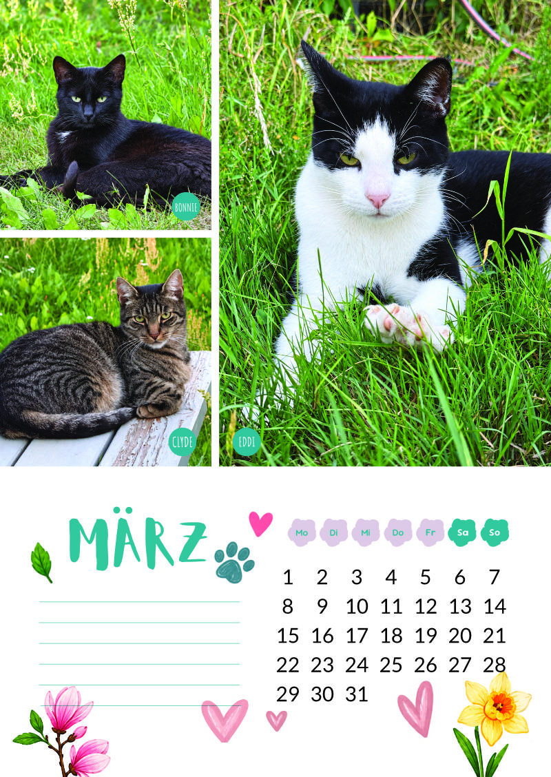 Katzenland Kalender 2027 – Bild 5