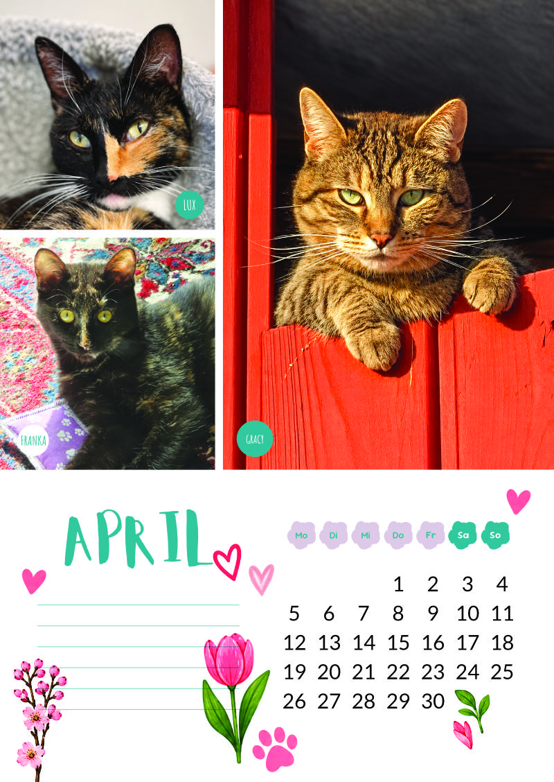 Katzenland Kalender 2027 – Bild 6