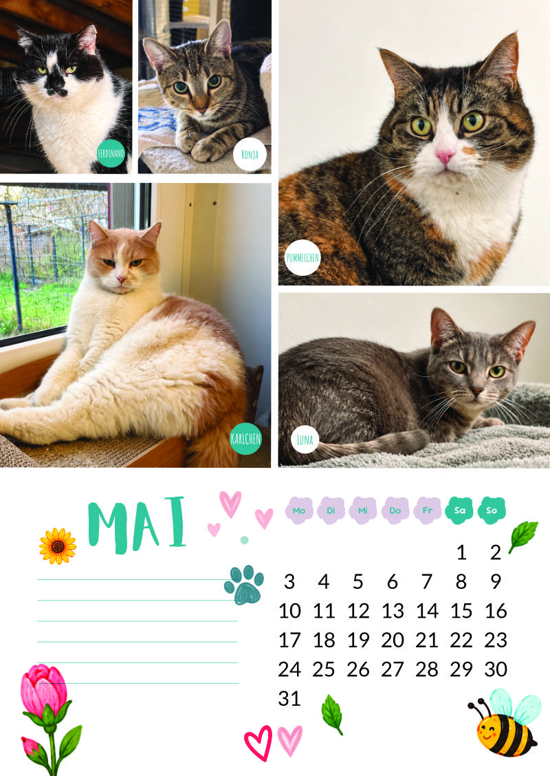 Katzenland Kalender 2027 – Bild 7