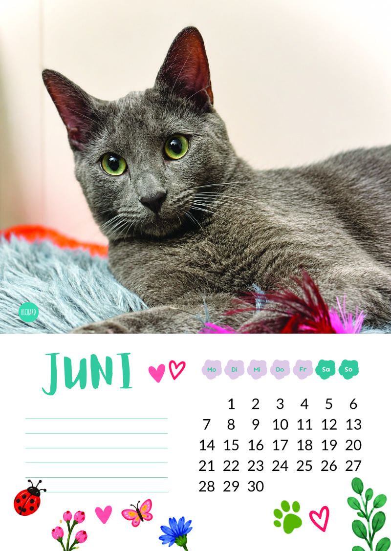 Katzenland Kalender 2027 – Bild 8