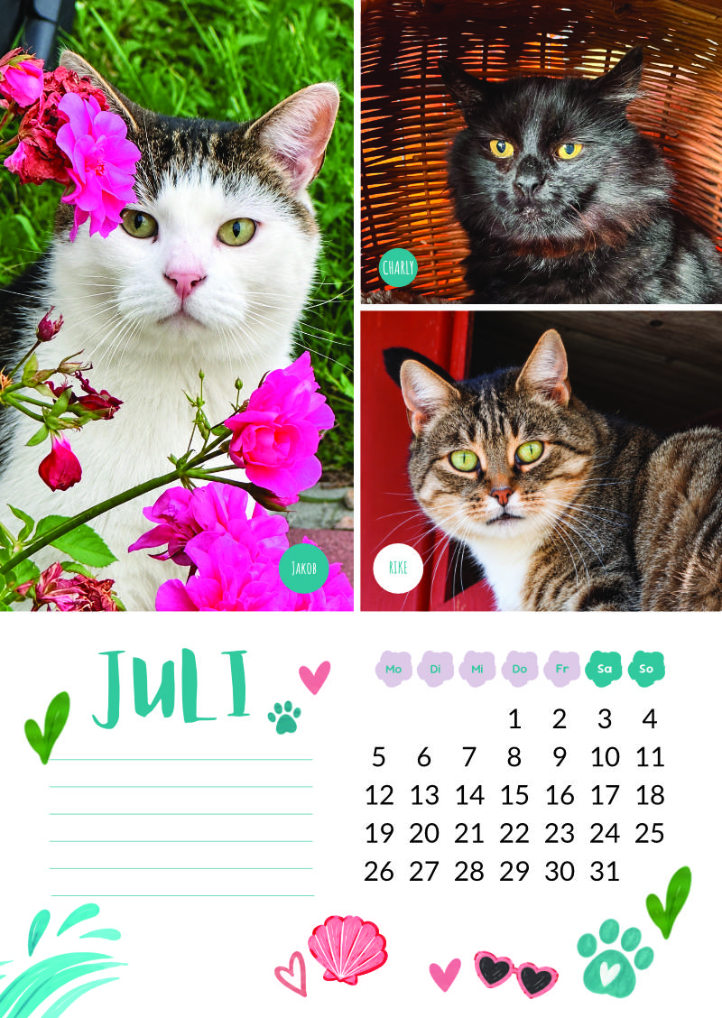 Katzenland Kalender 2027 – Bild 9